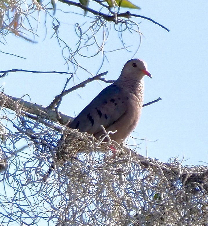 Common Ground Dove - ML641918534