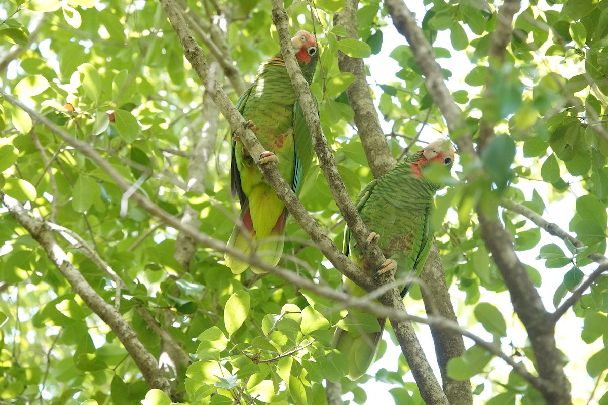 Amazone de Cuba (caymanensis/hesterna) - ML641918536