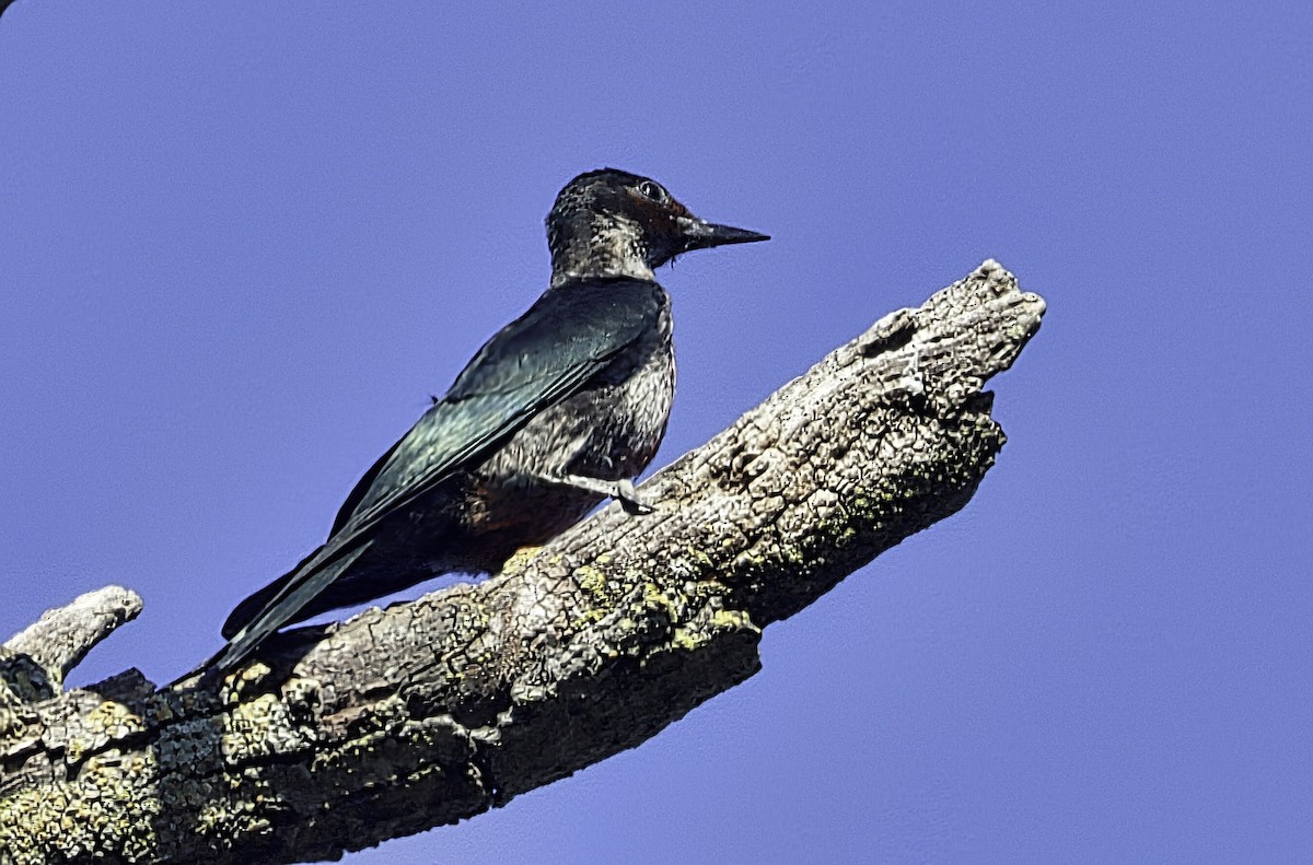 Lewis Ağaçkakanı - ML641918537
