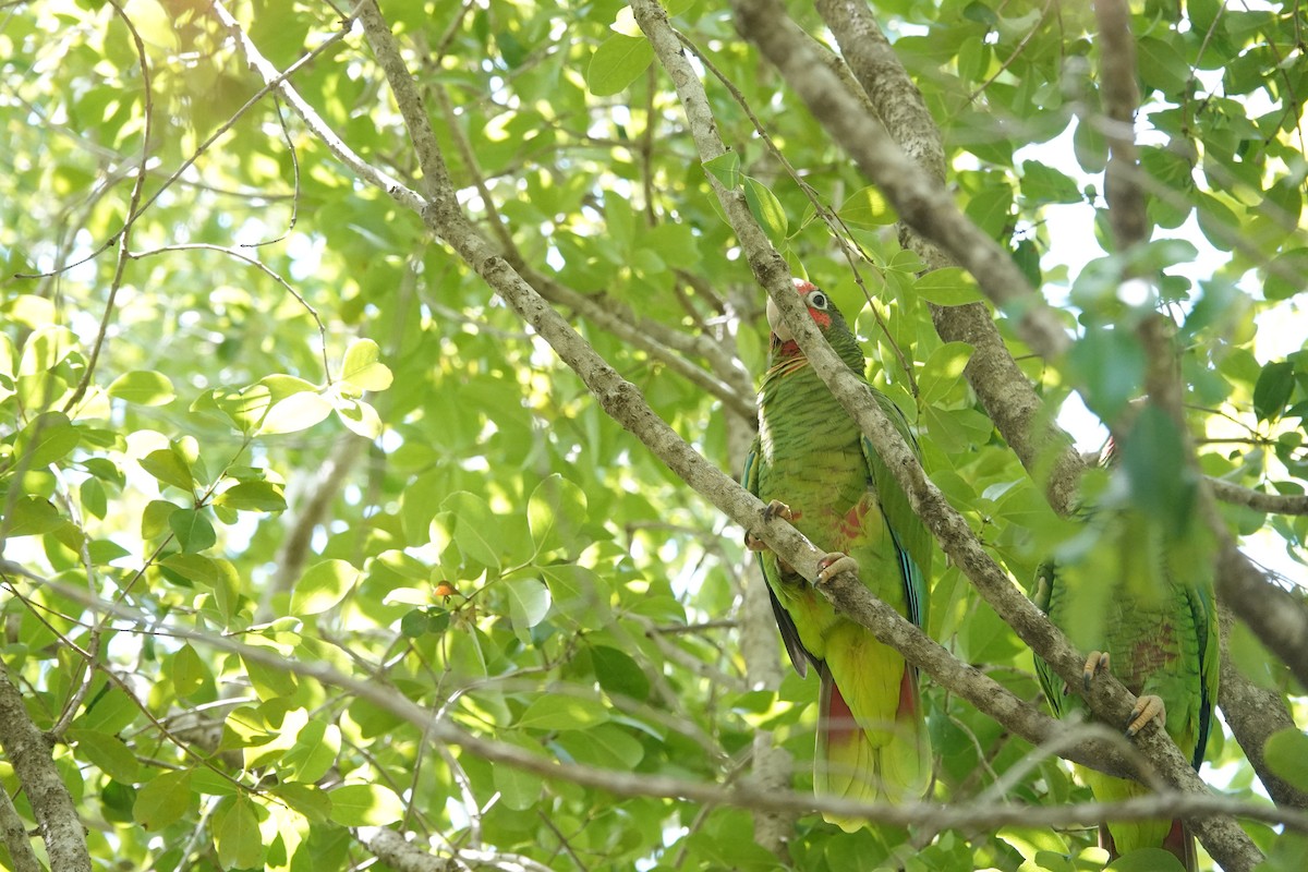 Amazone de Cuba (caymanensis/hesterna) - ML641918540