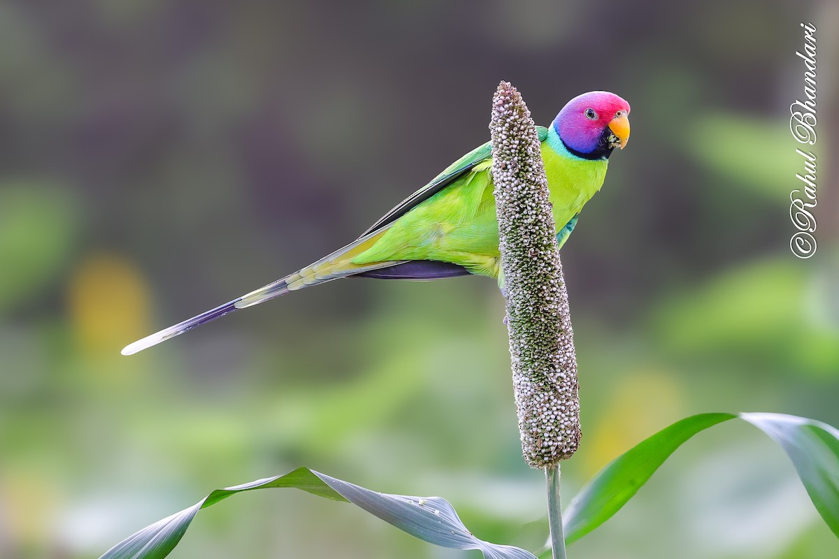 Plum-headed Parakeet - ML641918542