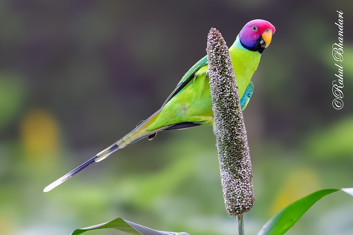 Plum-headed Parakeet - ML641918544