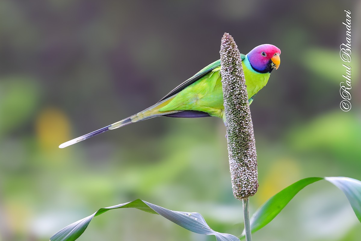 Plum-headed Parakeet - ML641918545