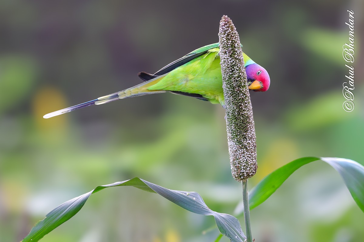 Plum-headed Parakeet - ML641918546