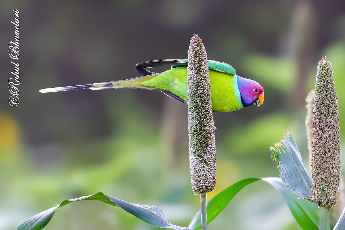 Plum-headed Parakeet - ML641918547