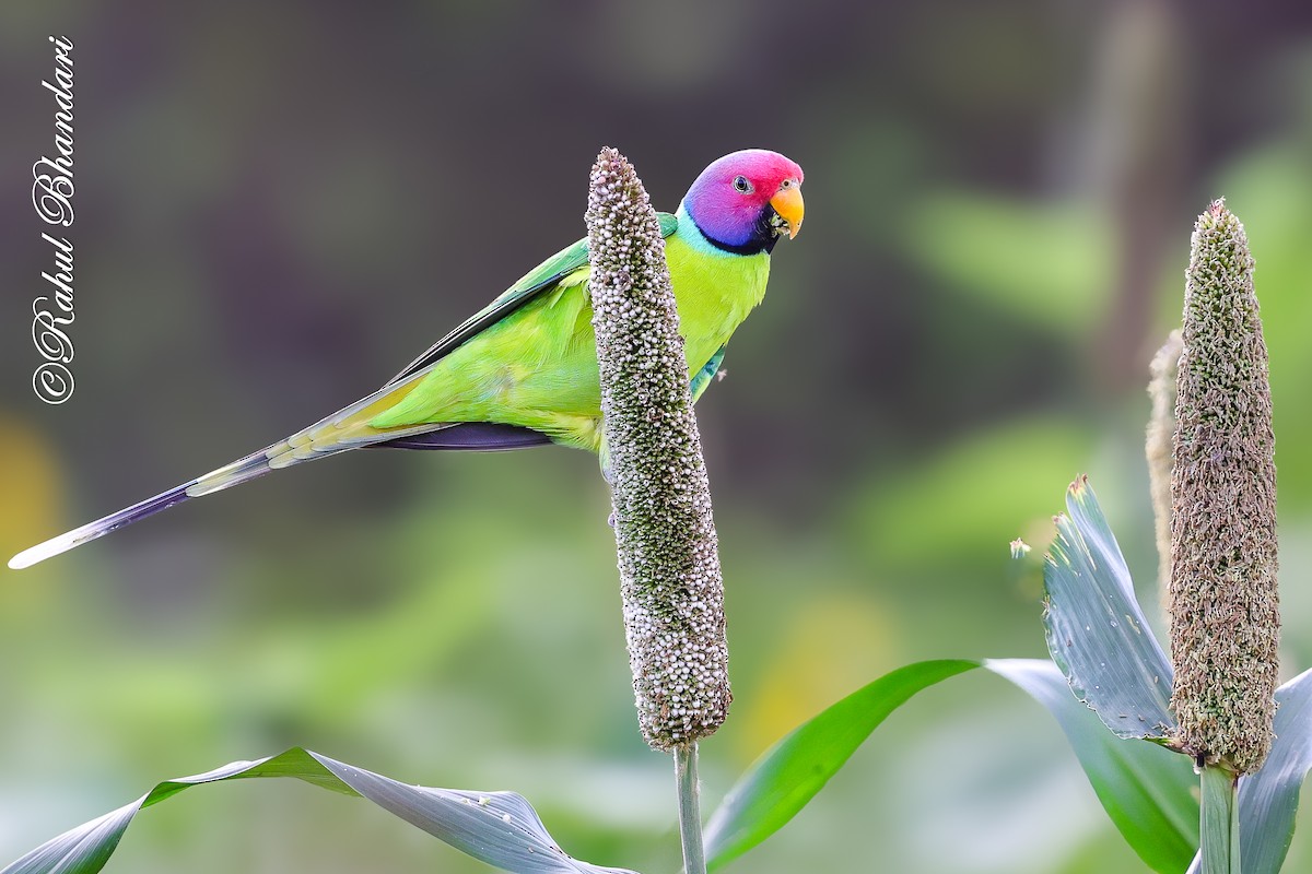Plum-headed Parakeet - ML641918548