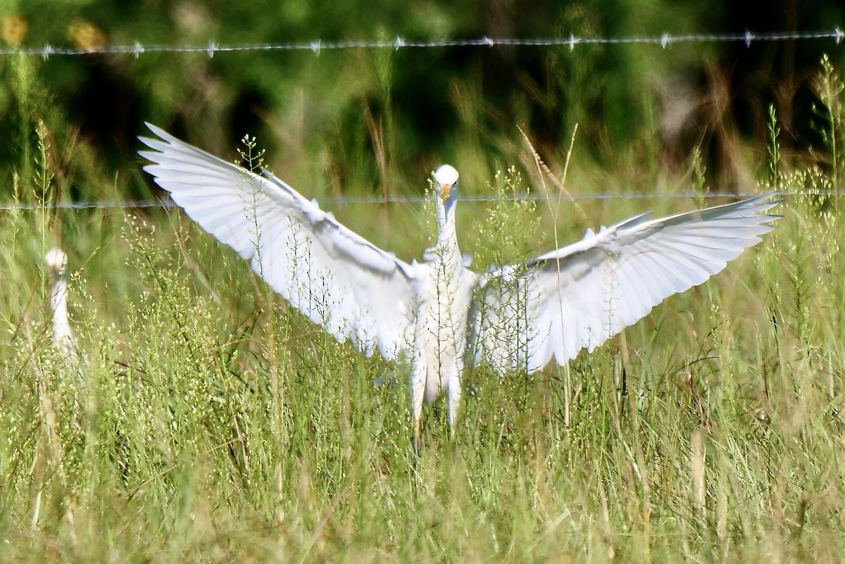 Airone guardabuoi - ML641918551