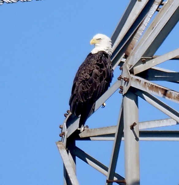 Bald Eagle - ML641918561