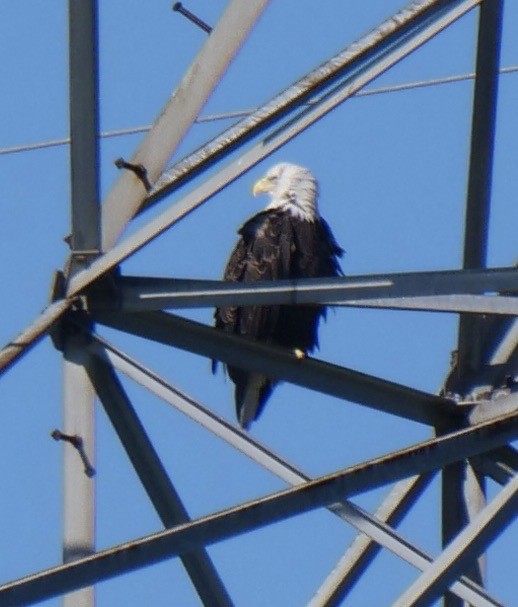 Bald Eagle - ML641918562