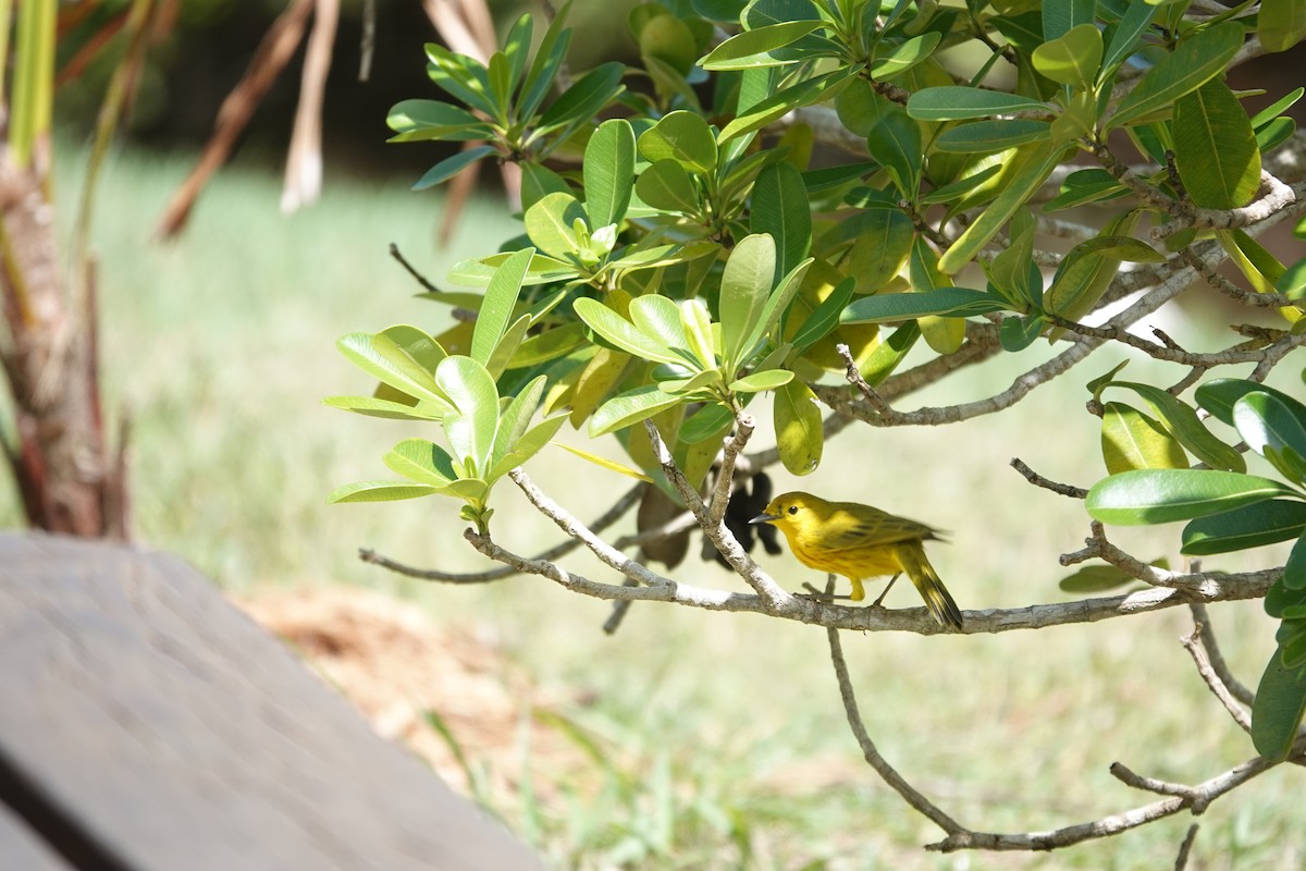 Yellow Warbler (Golden) - ML641918563