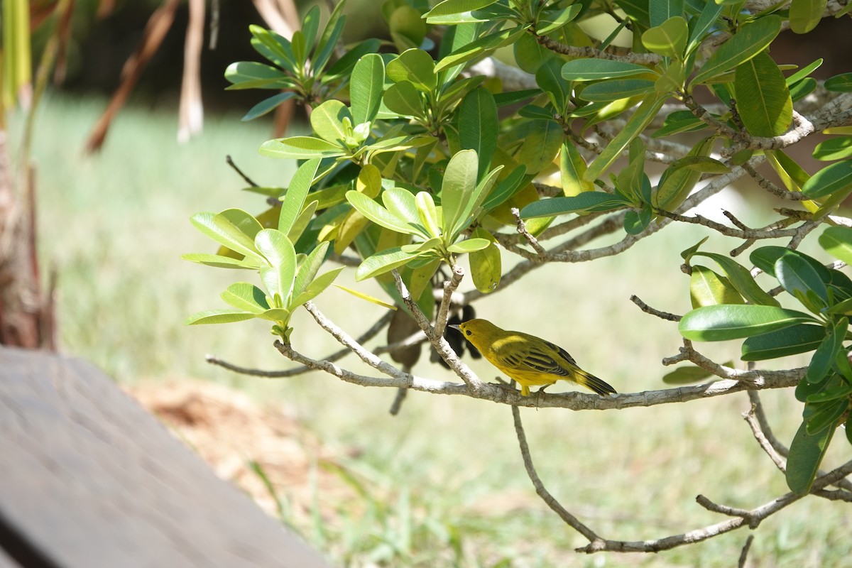 Yellow Warbler (Golden) - ML641918574