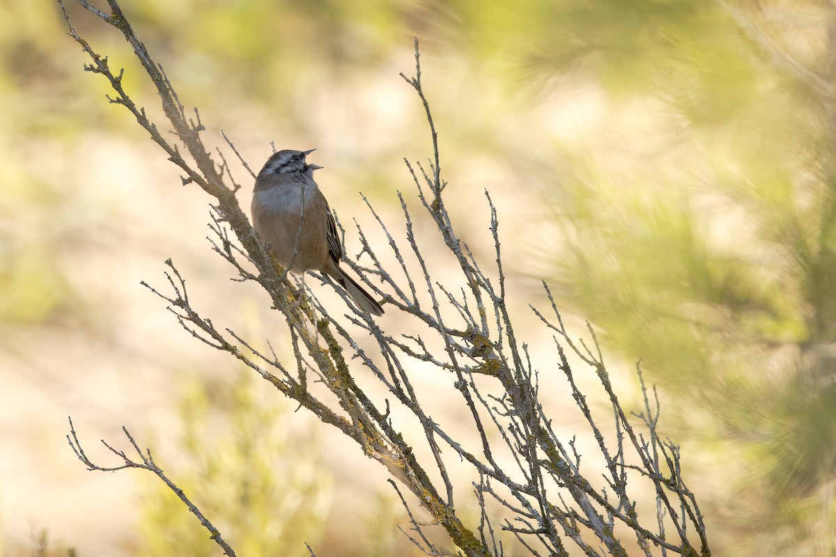 Rock Bunting - ML641918576