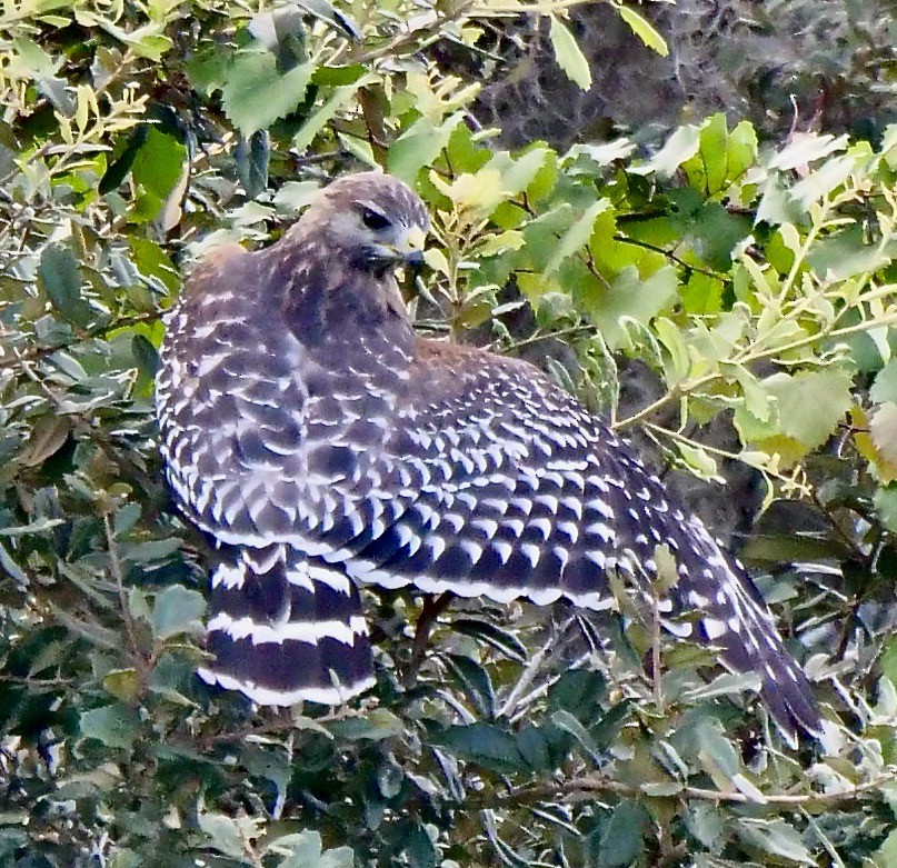 Red-shouldered Hawk - ML641918581