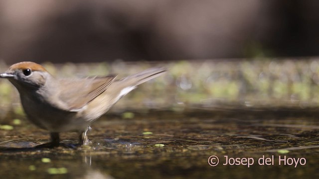 Eurasian Blackcap - ML641918588