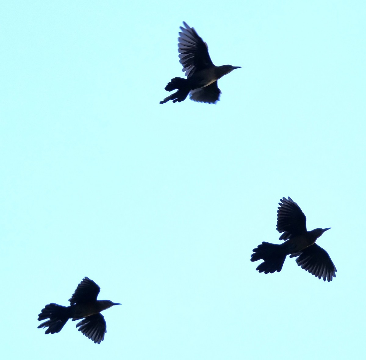 Boat-tailed Grackle - ML641918625