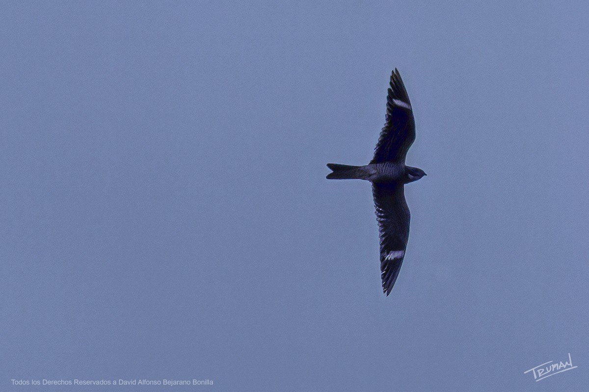 Common Nighthawk - ML641918628