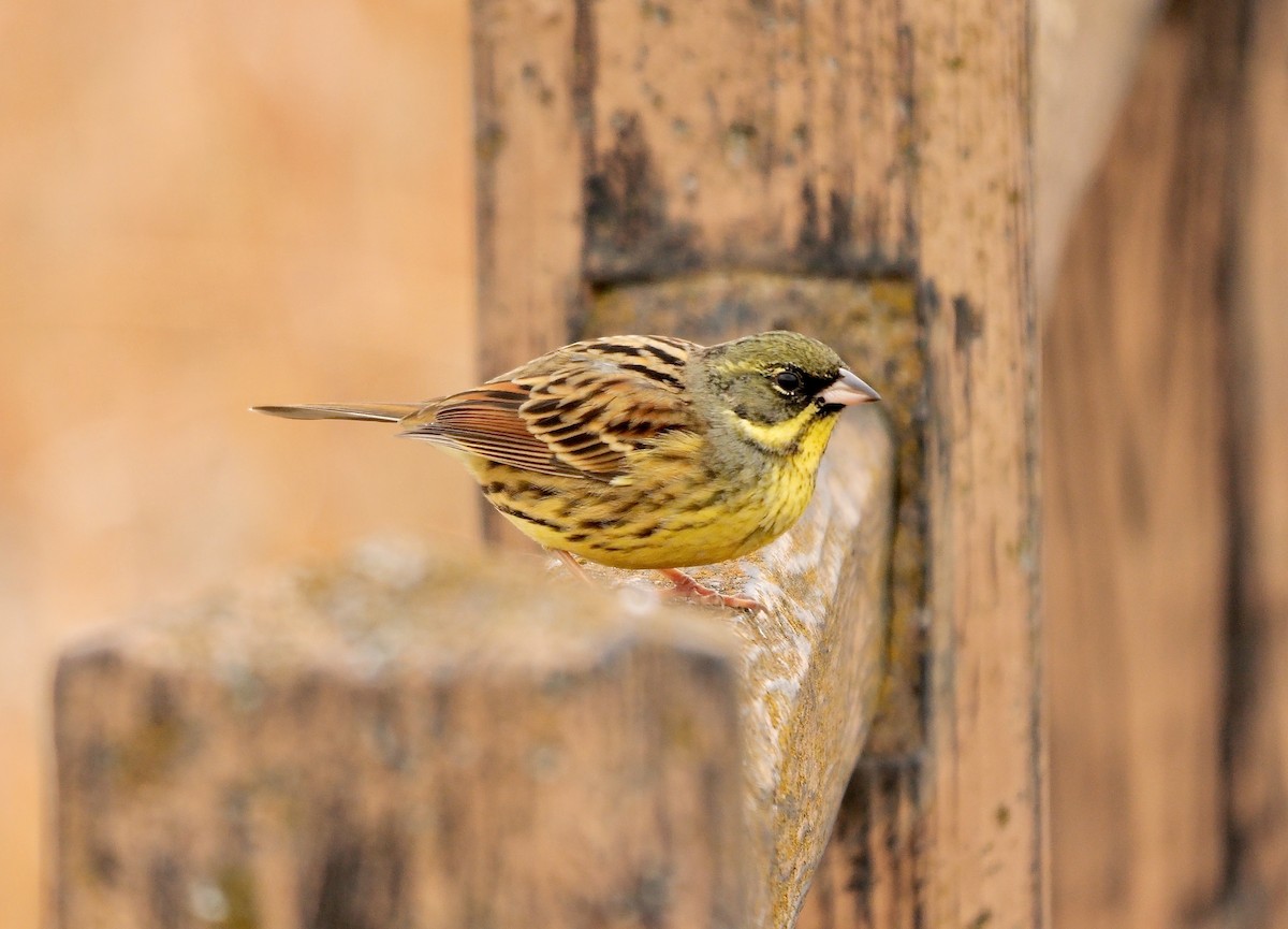 Masked Bunting - ML641918629