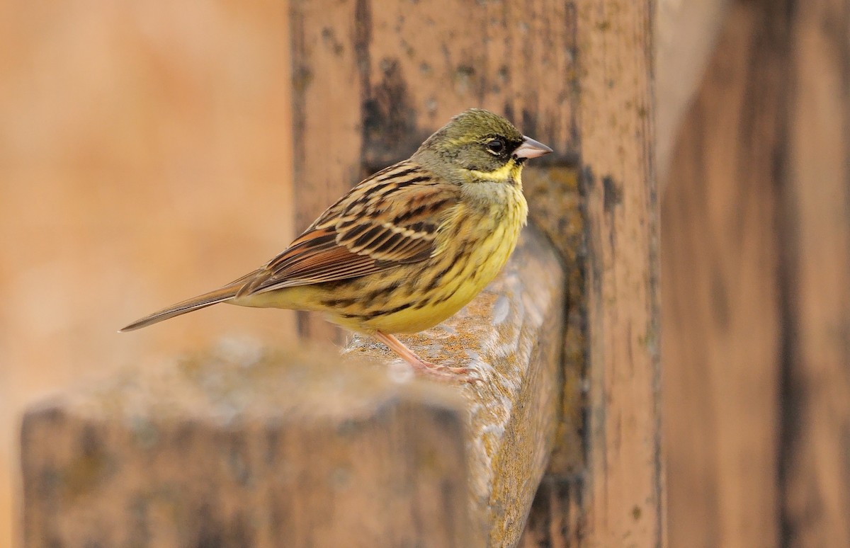 Masked Bunting - ML641918630
