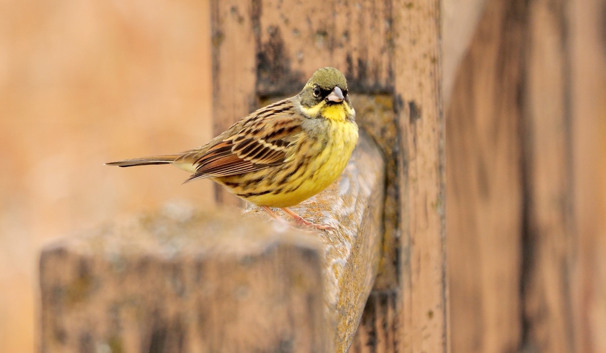 Masked Bunting - ML641918631