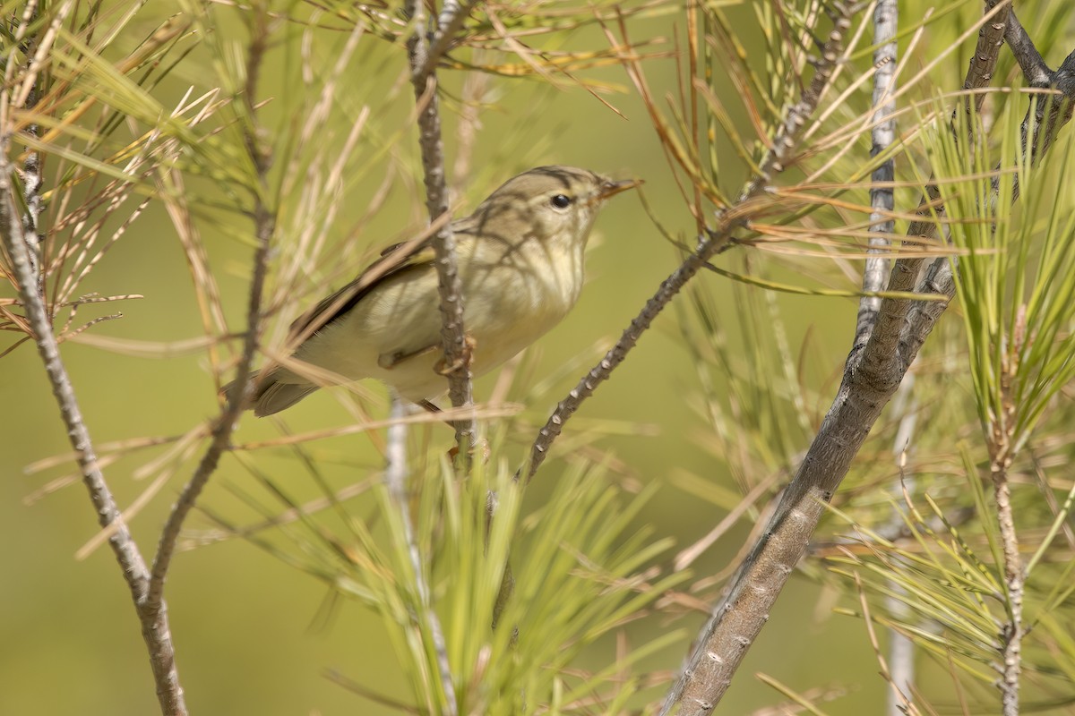 Willow Warbler/Common Chiffchaff - ML641918677