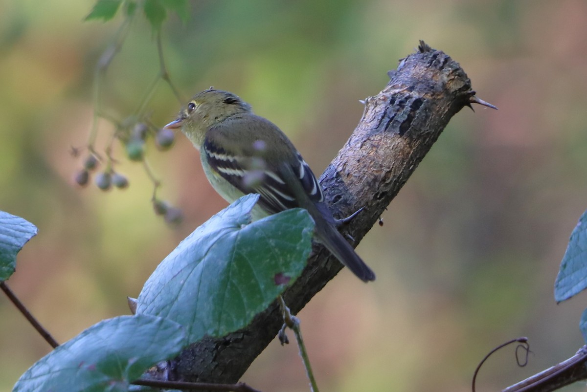 Yellow-bellied Flycatcher - ML641918712