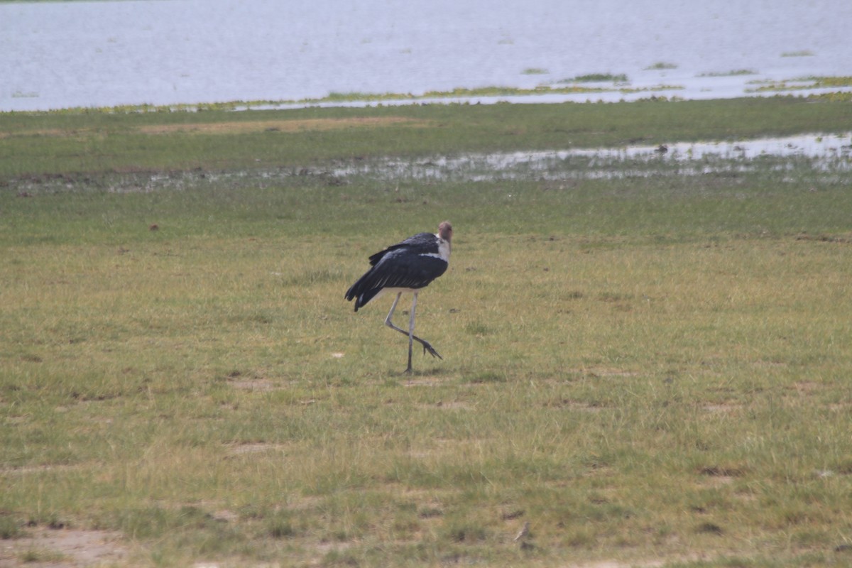 Marabou Stork - ML641918718