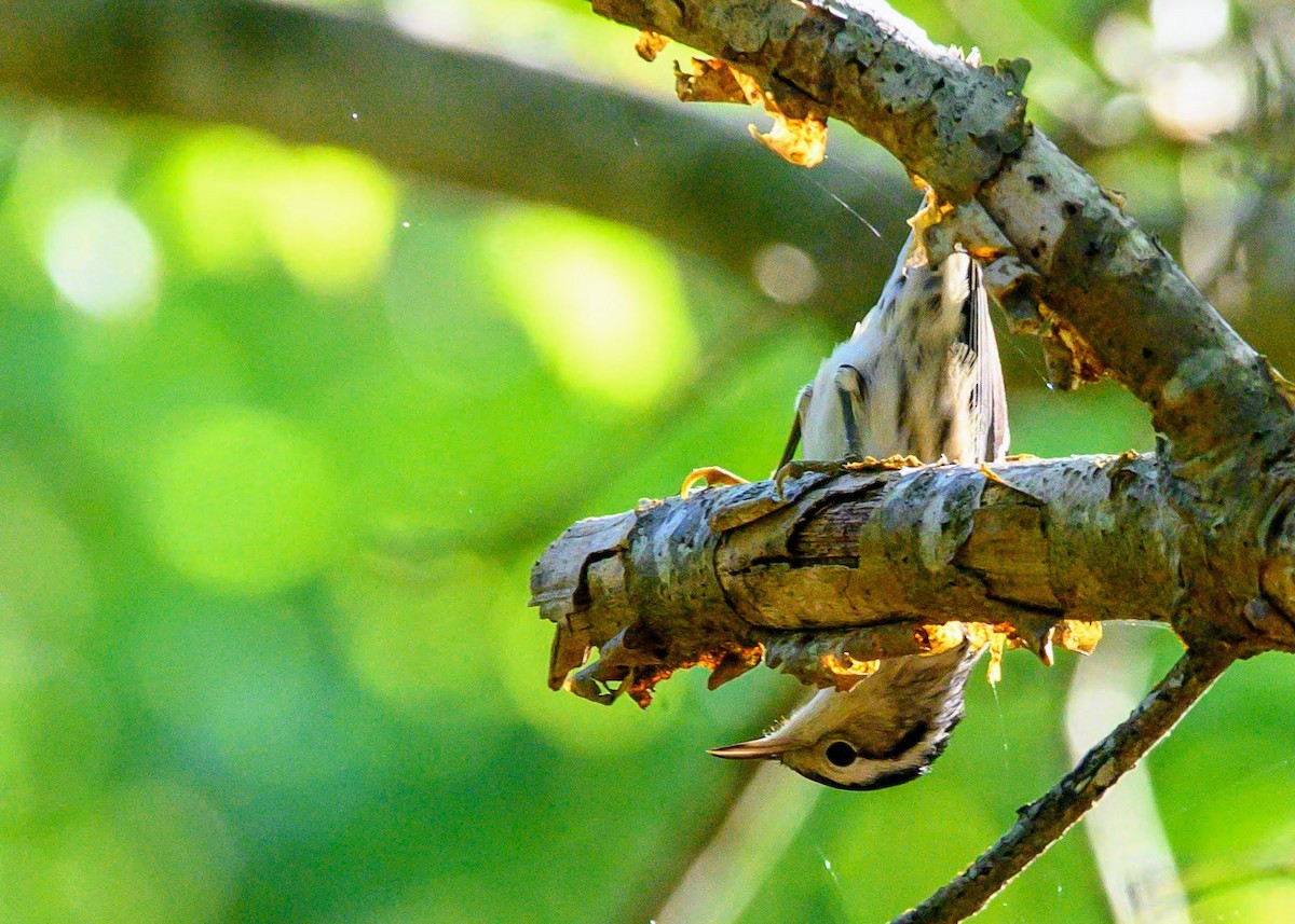 Black-and-white Warbler - ML641918720