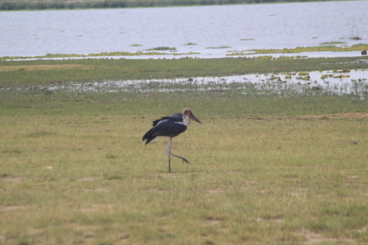 Marabou Stork - ML641918721