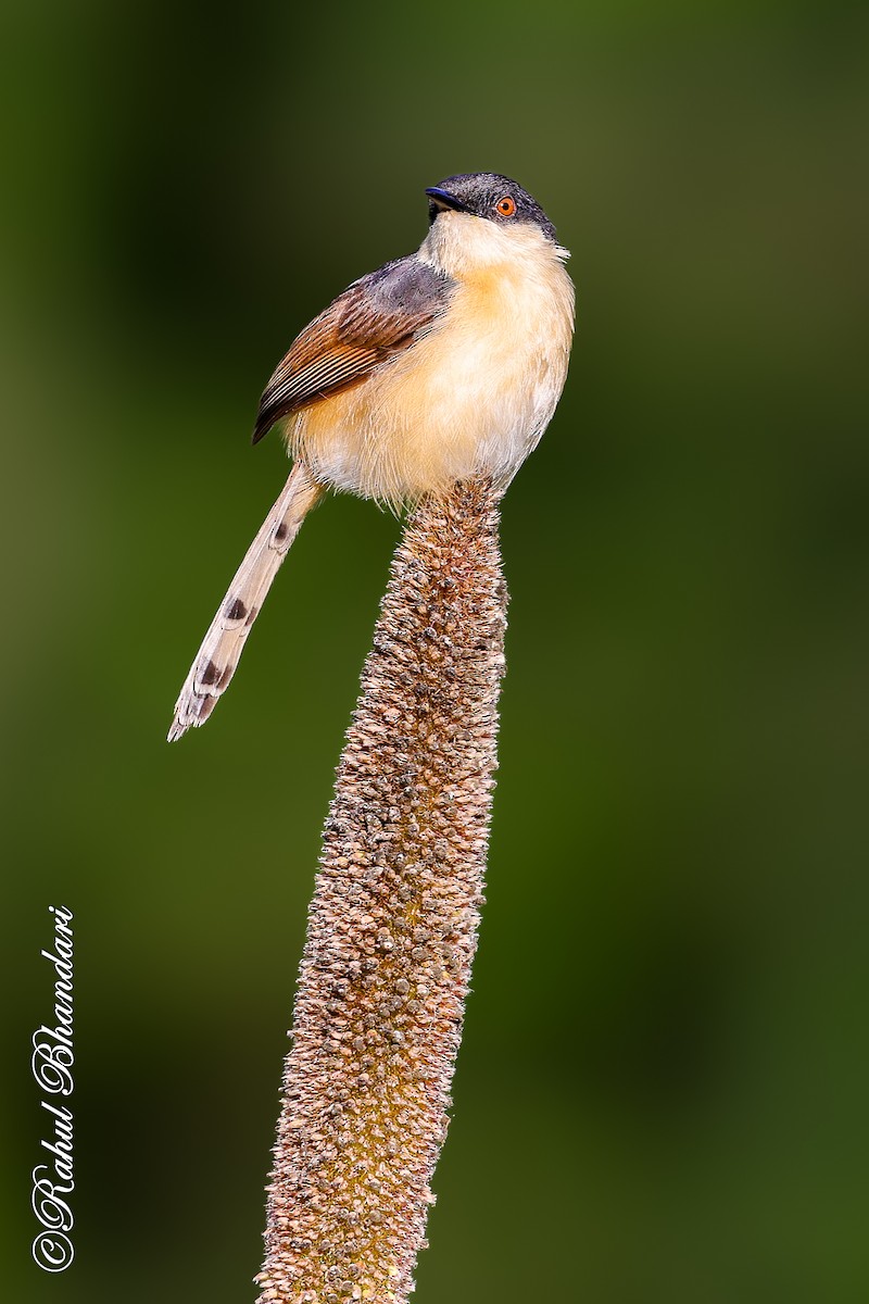 Ashy Prinia - ML641918725