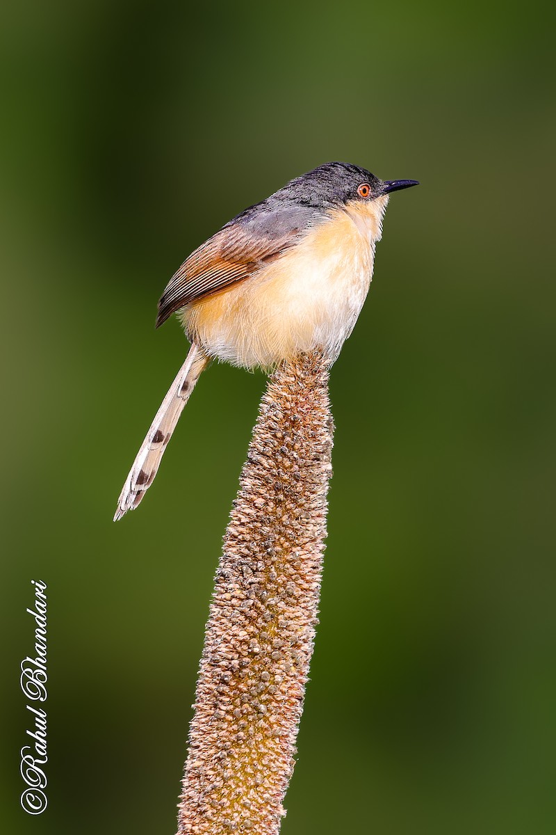 Ashy Prinia - ML641918726