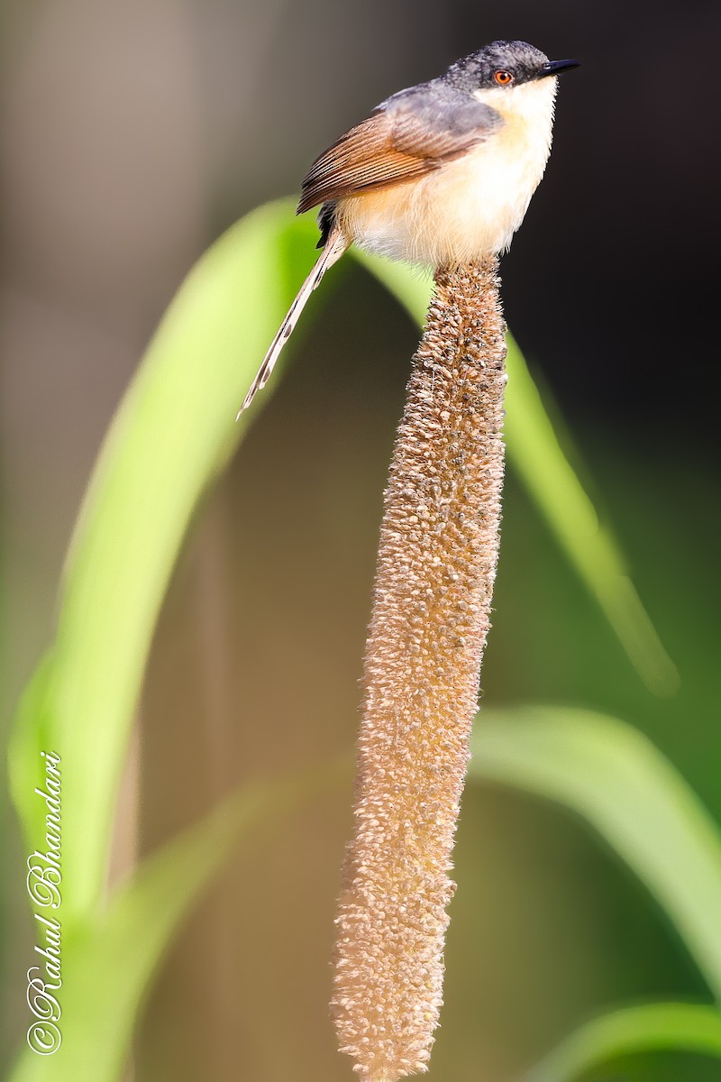 Ashy Prinia - ML641918727