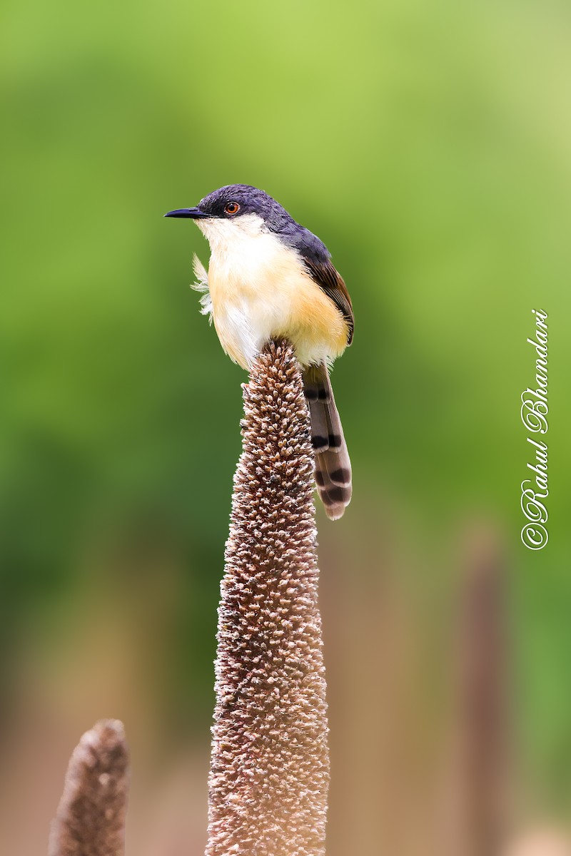Ashy Prinia - ML641918728