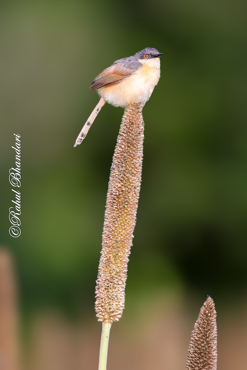 Ashy Prinia - ML641918729