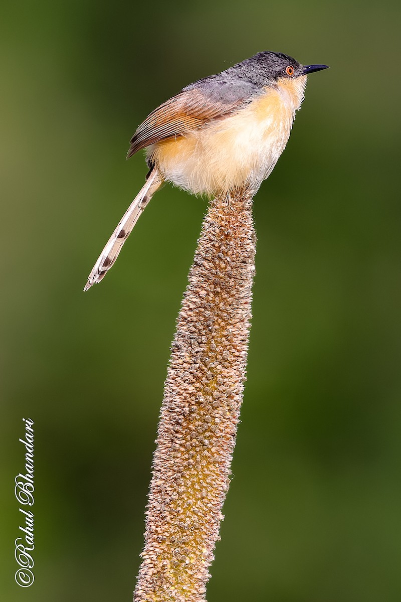 Ashy Prinia - ML641918731