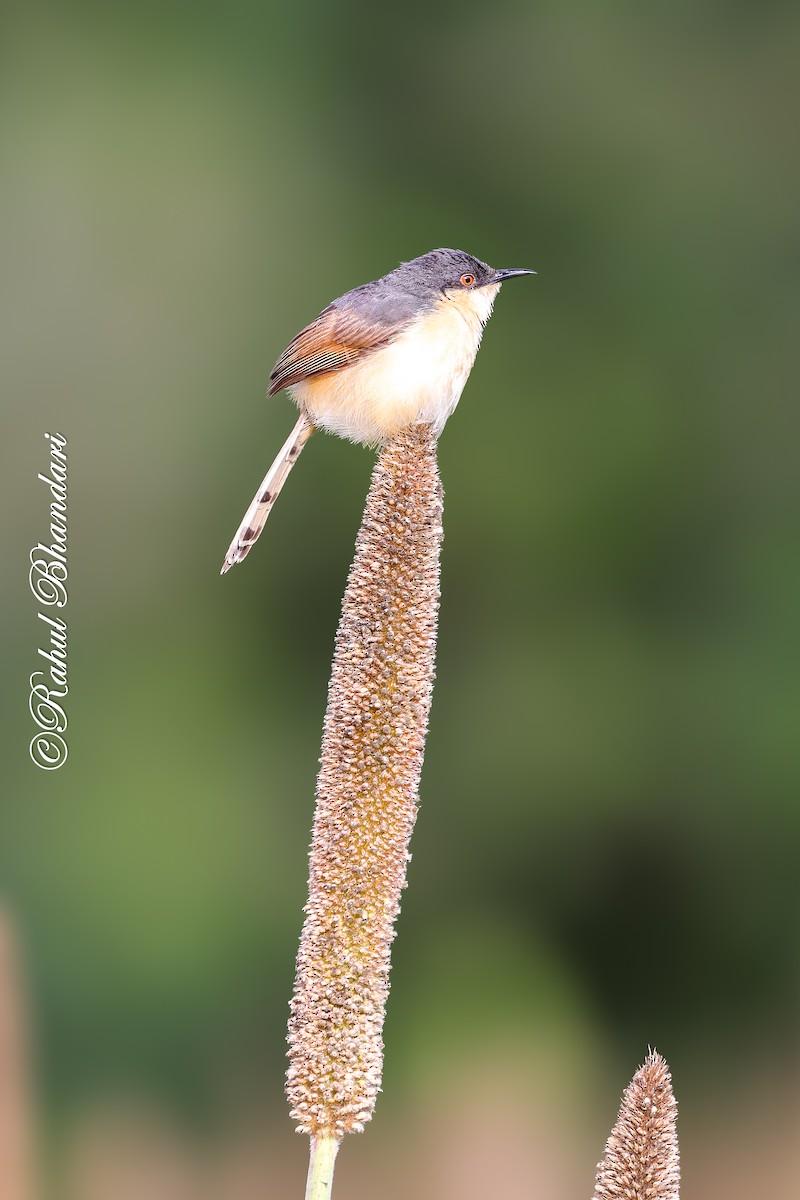 Ashy Prinia - ML641918732