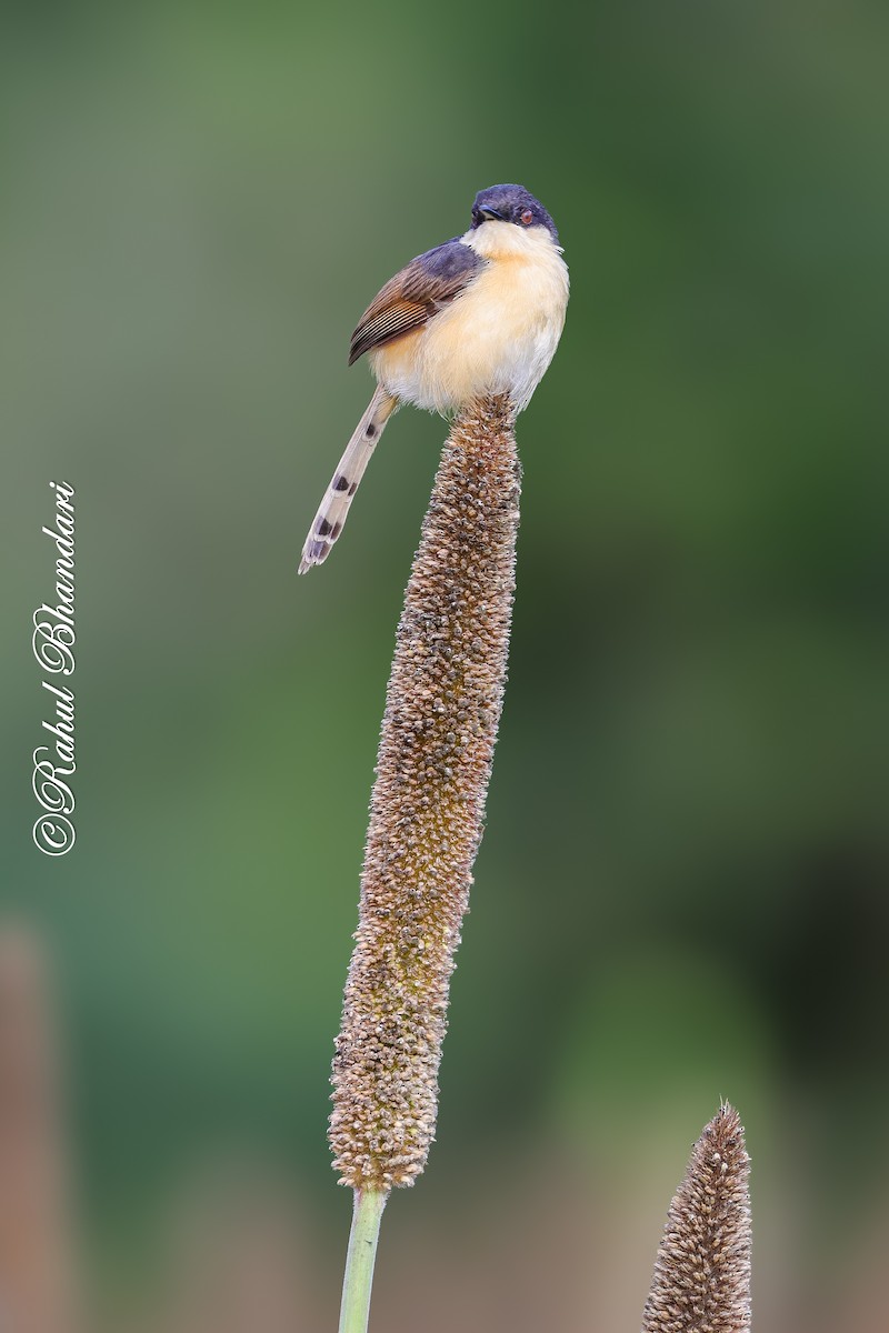 Ashy Prinia - ML641918733