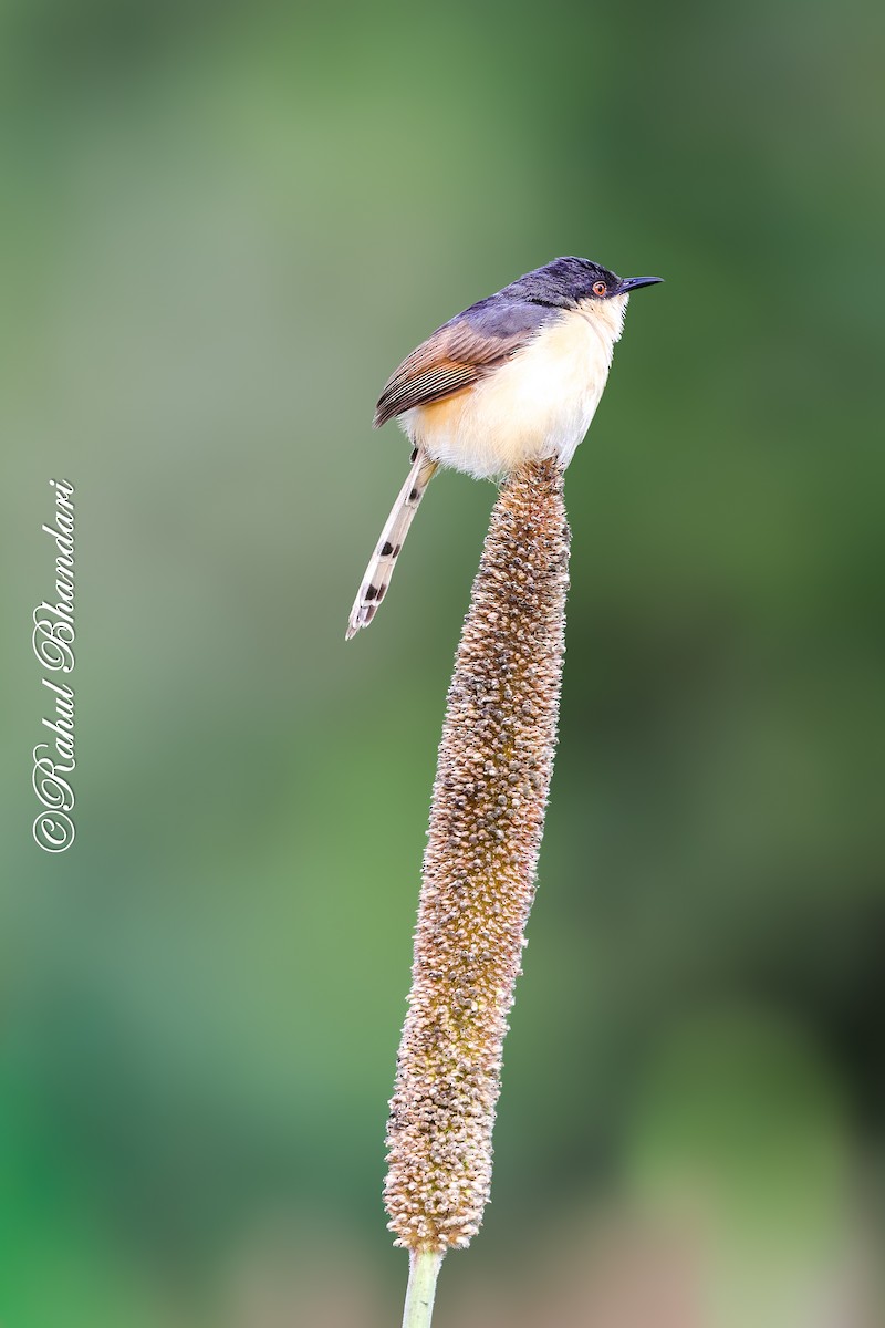 Ashy Prinia - ML641918734