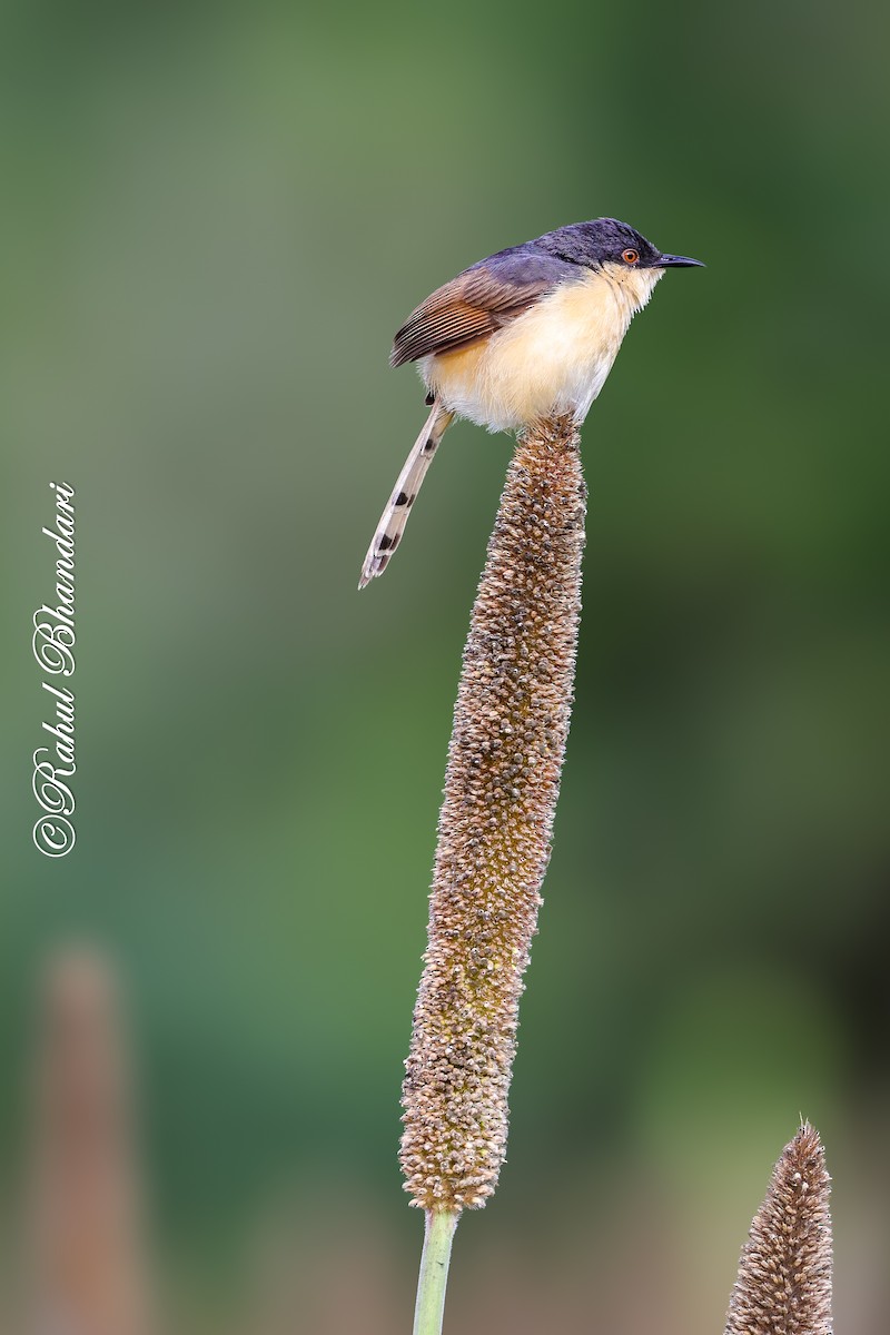Ashy Prinia - ML641918735