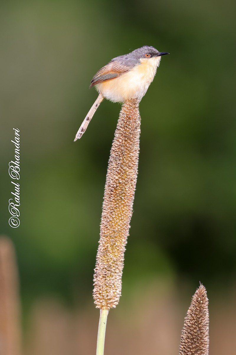 Ashy Prinia - ML641918737