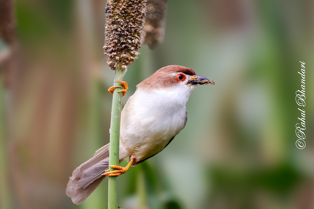 Yellow-eyed Babbler - ML641918757