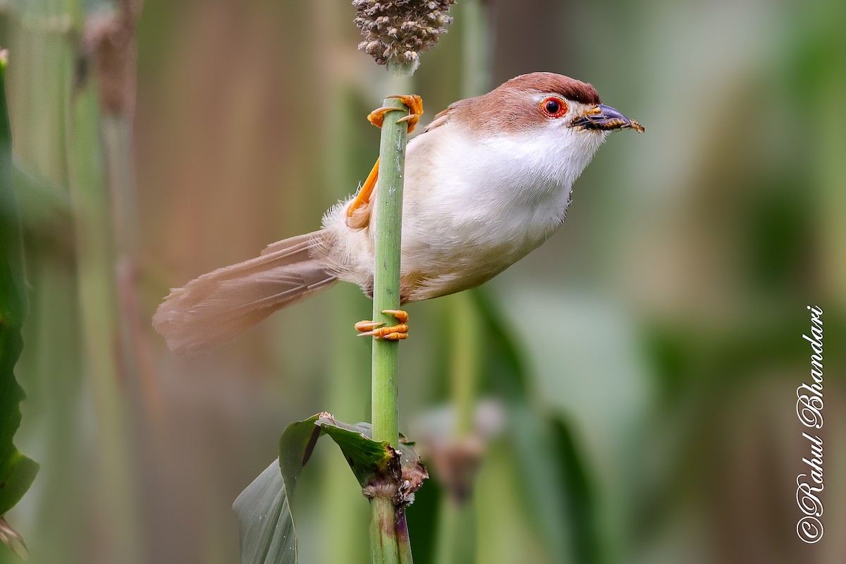 Yellow-eyed Babbler - ML641918758