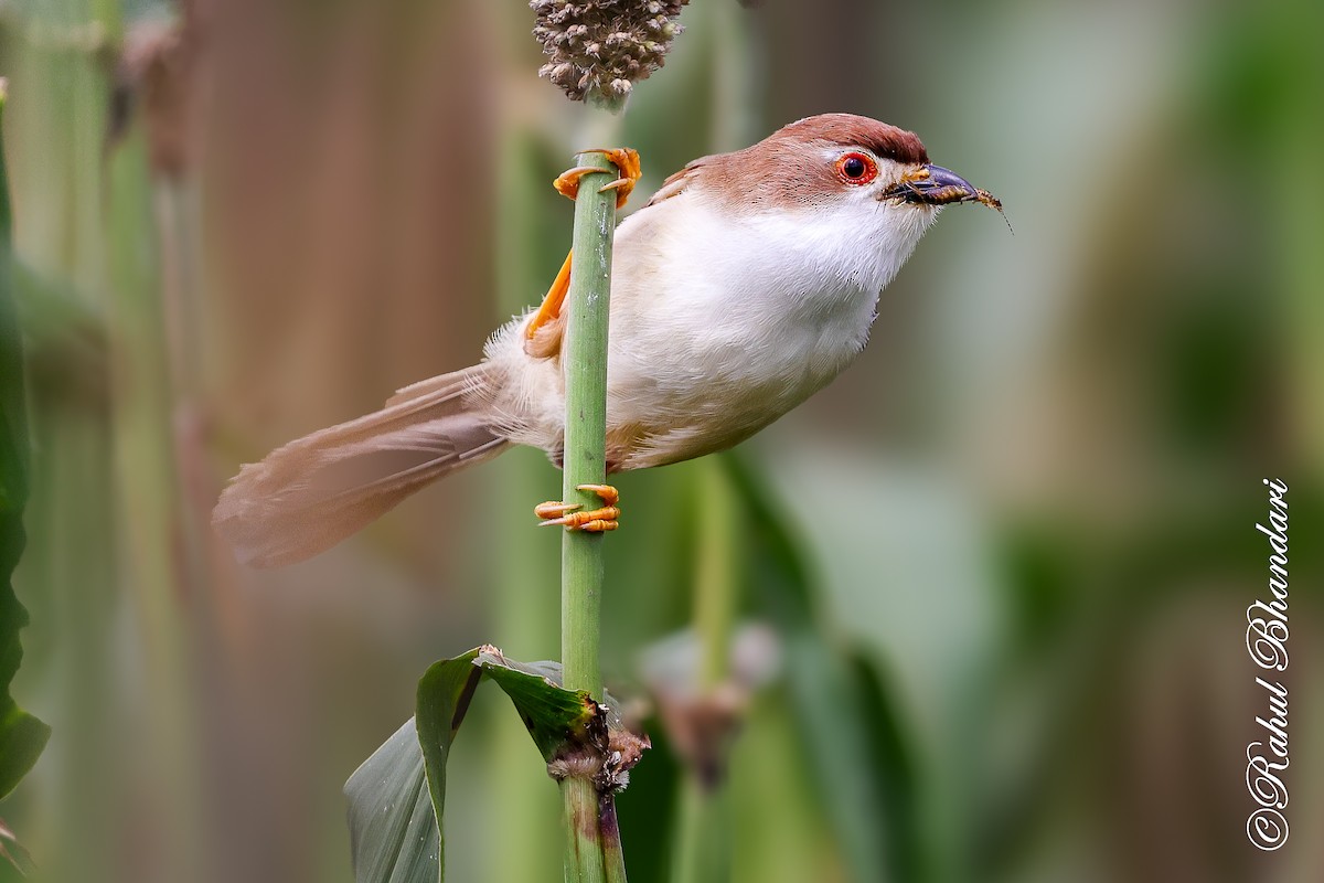 Yellow-eyed Babbler - ML641918760