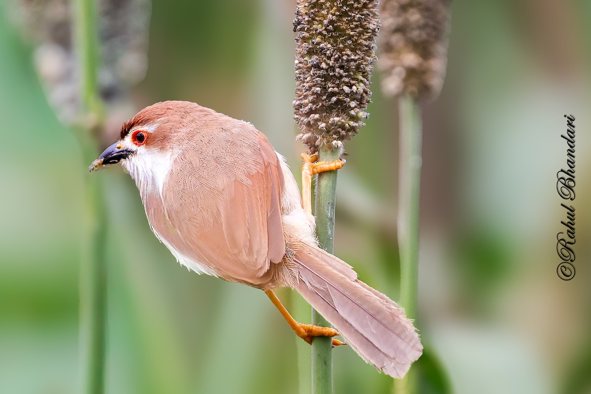 Yellow-eyed Babbler - ML641918761