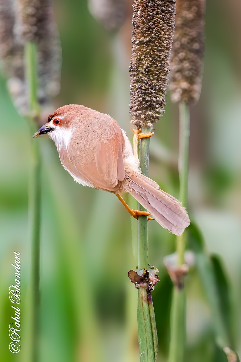 Yellow-eyed Babbler - ML641918762
