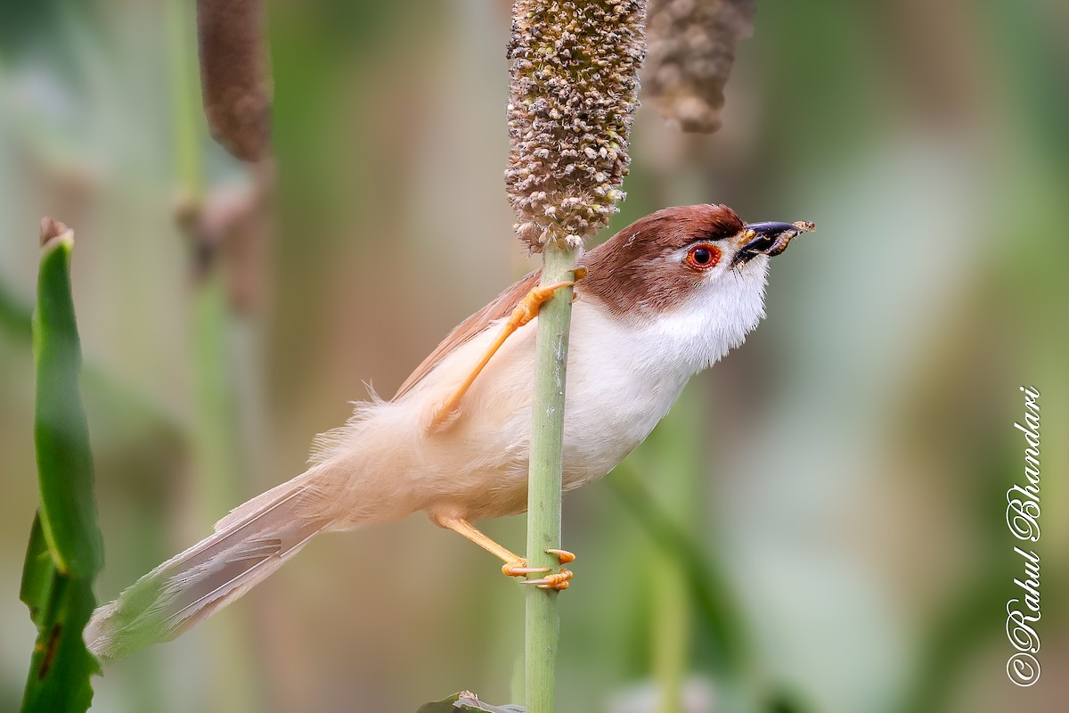 Yellow-eyed Babbler - ML641918766