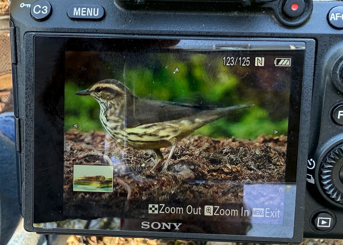 Northern Waterthrush - ML641918784