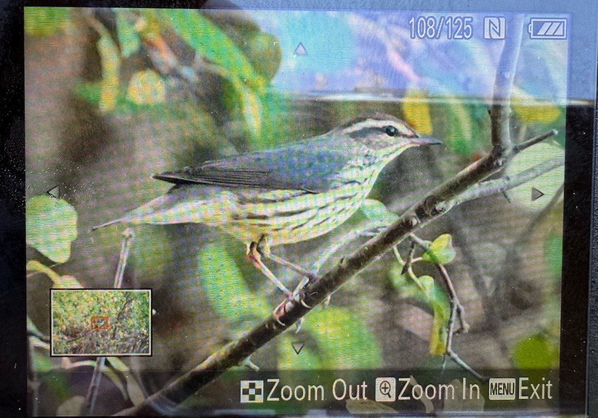 Northern Waterthrush - ML641918785