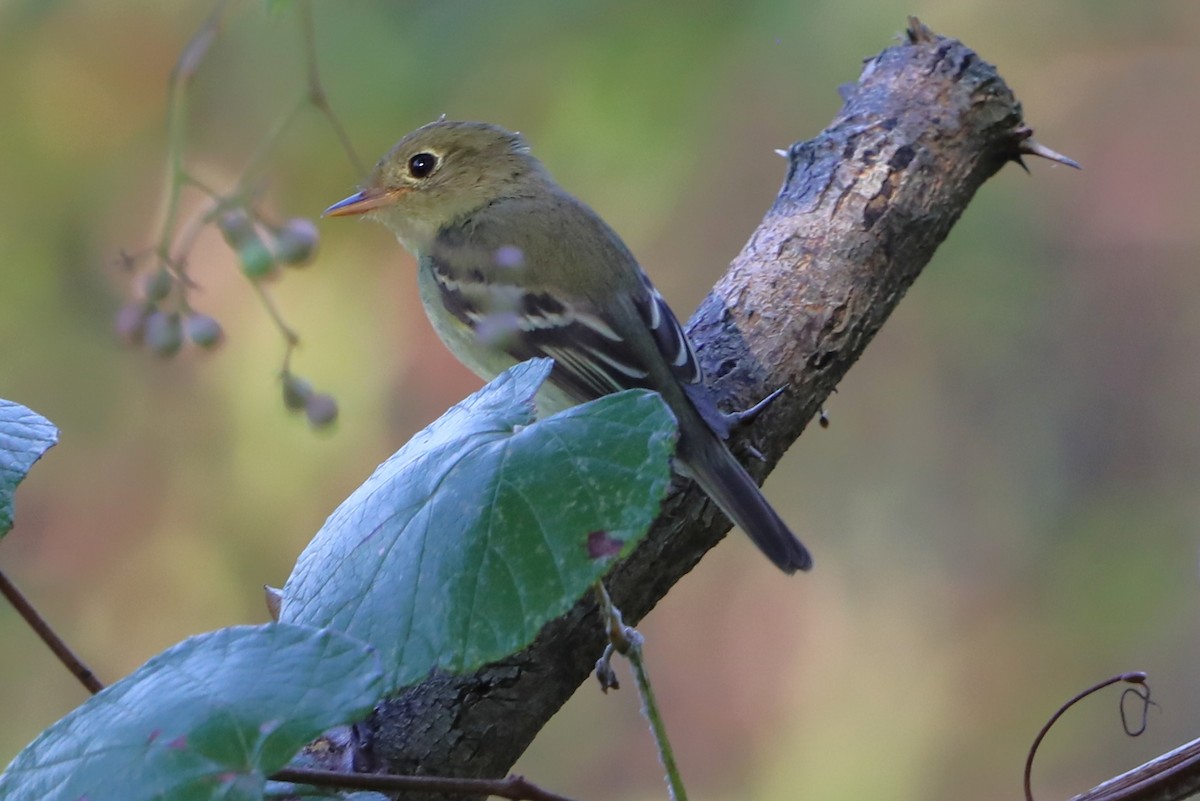 Yellow-bellied Flycatcher - ML641918789