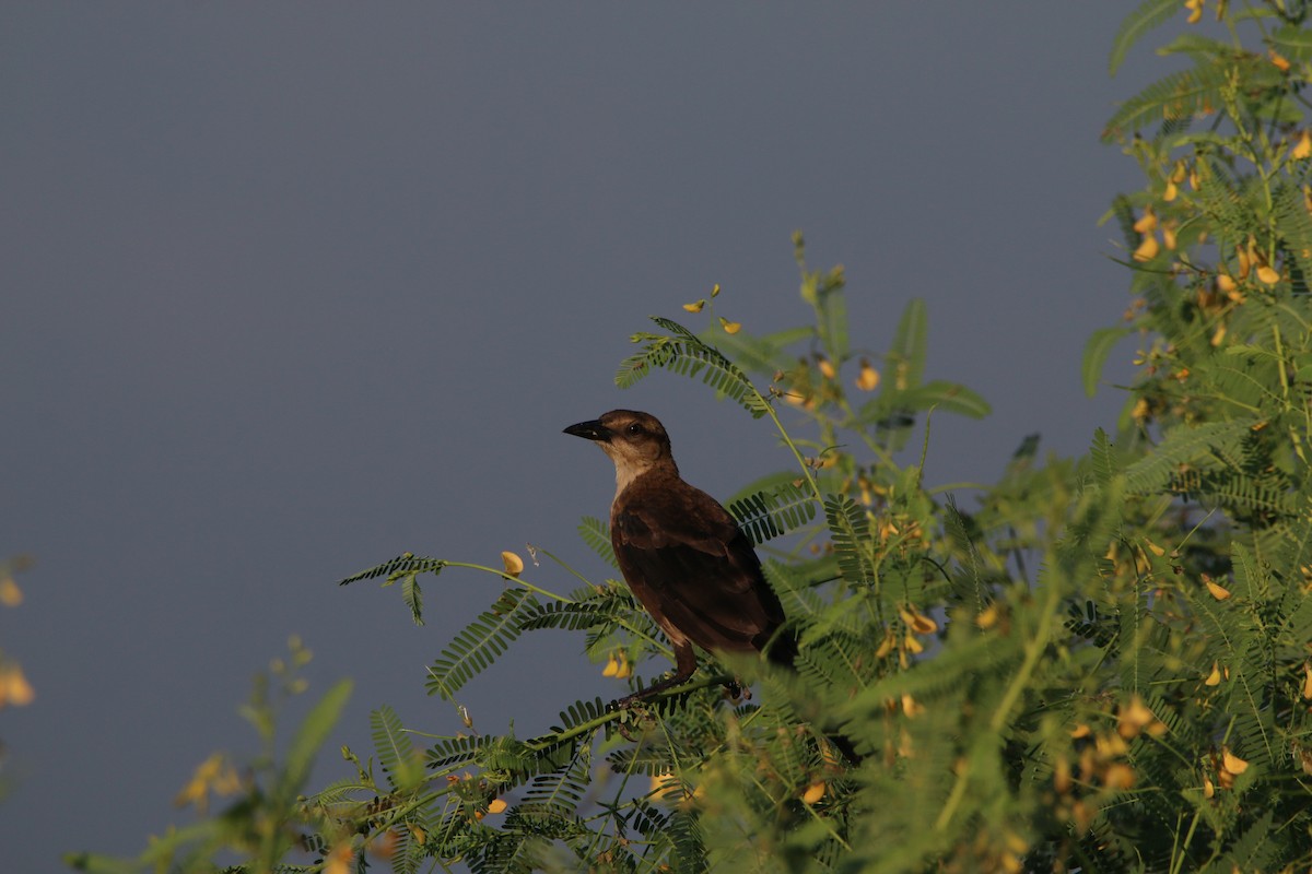 Great-tailed Grackle - ML641918815