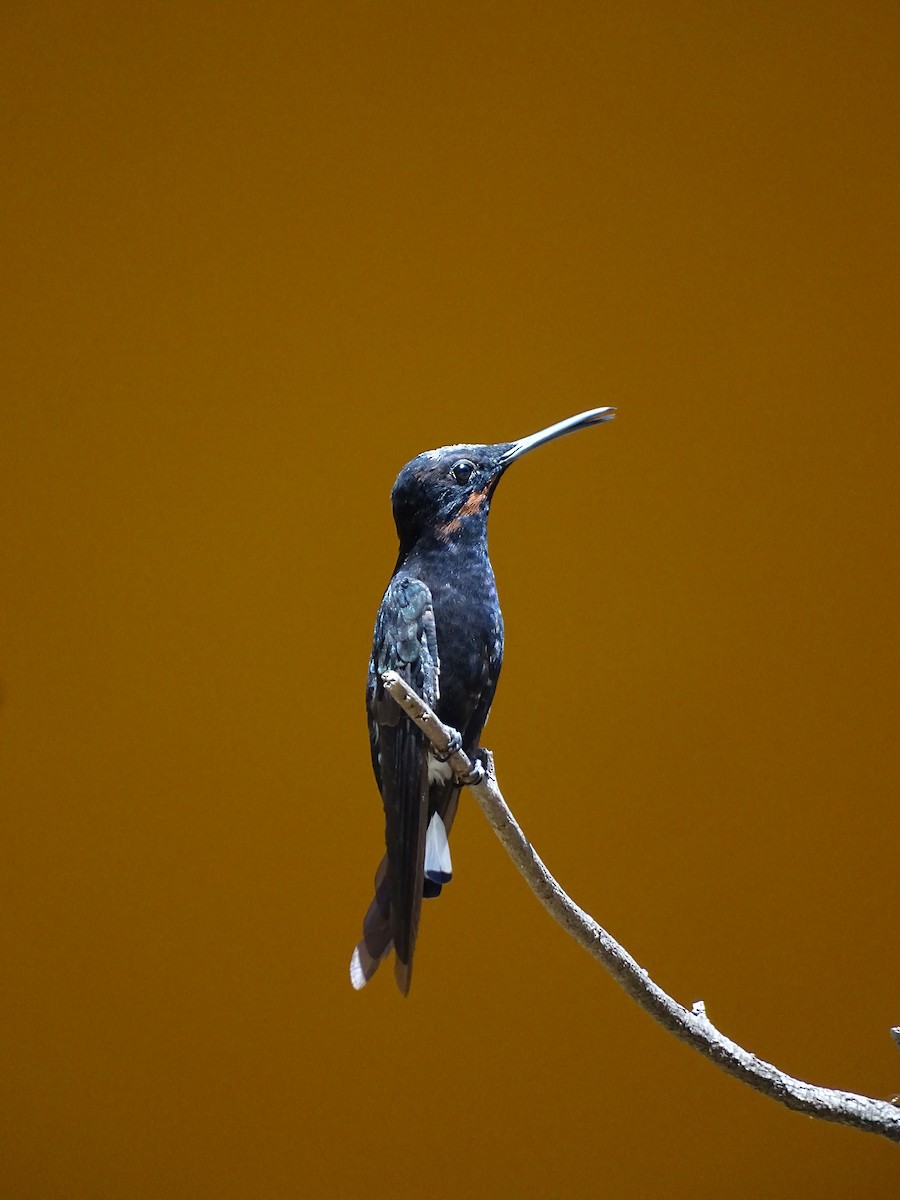 Black Jacobin - ML641918842